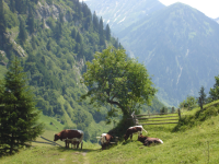 Landschaft des Großarltal